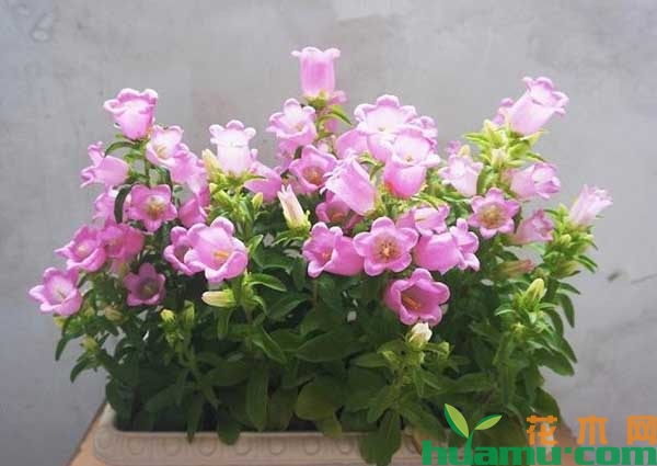 盆栽风铃草怎么养？