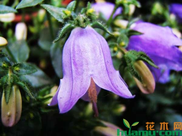 风铃草能吃吗？