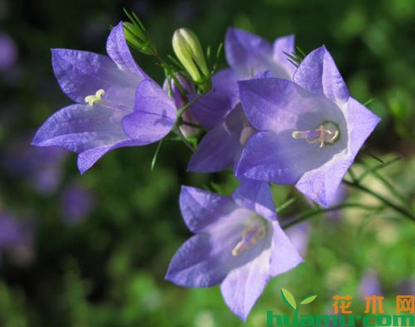 风铃草可以在室内过冬吗？