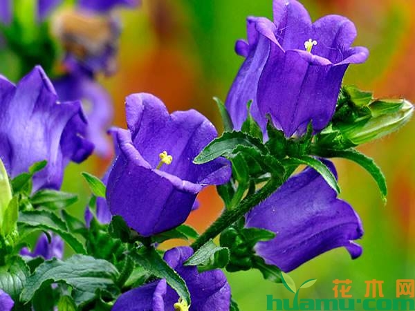 风铃草怎样养开花多？