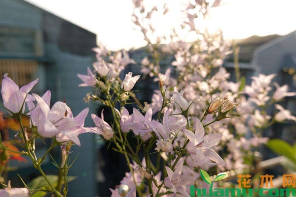 风铃草开花