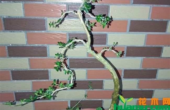 六月雪盆景养护方法 六月雪盆景养护方法