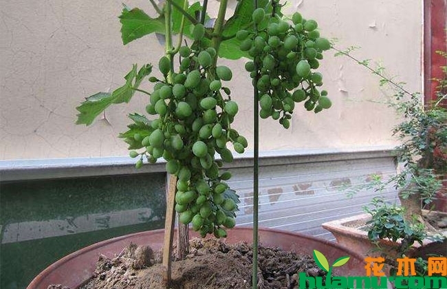 盆栽葡萄管理方法 盆栽葡萄管理方法