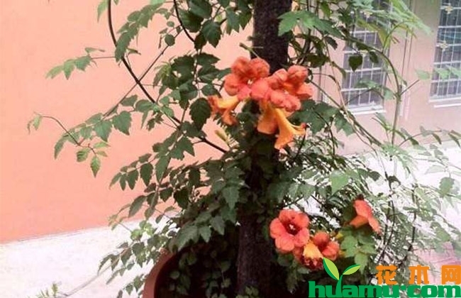 凌霄花盆栽管理方法