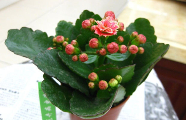 长寿花50.jpg