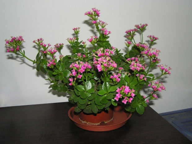 长寿花如何修剪2.jpg