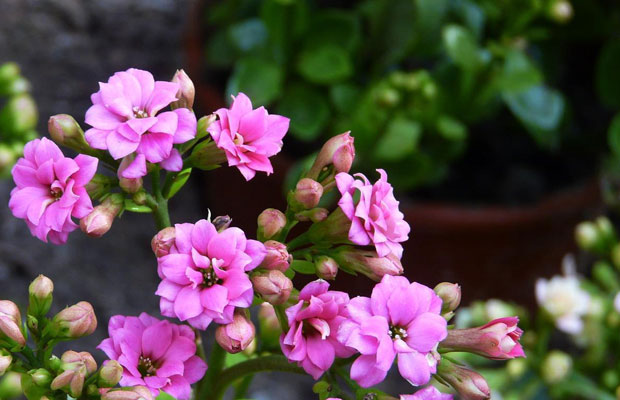 长寿花44.jpg