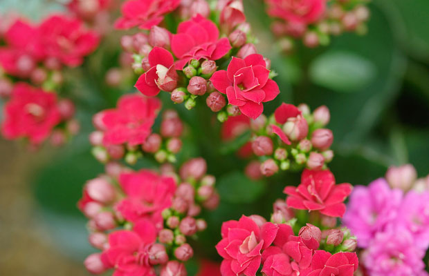 长寿花39.jpg