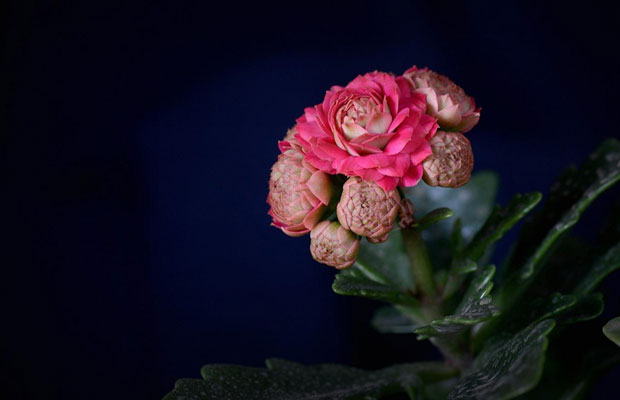 长寿花36.jpg