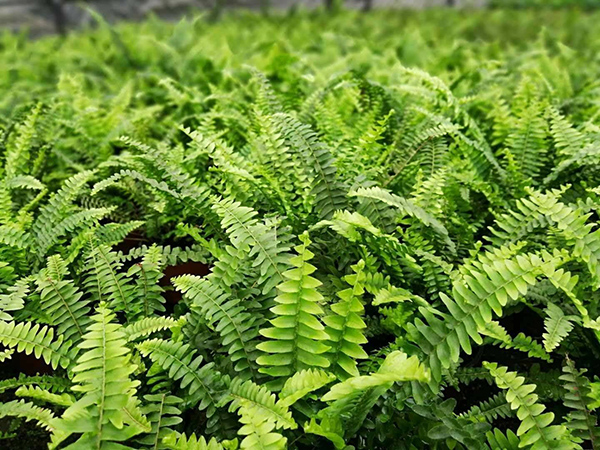 波斯顿蕨