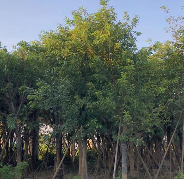 黄葛树