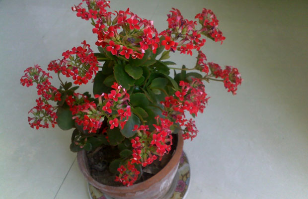 宫灯长寿花夏季怎么养？宫灯长寿花养殖注意事项