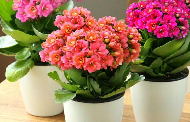 长寿花17.jpg