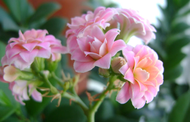长寿花16.jpg