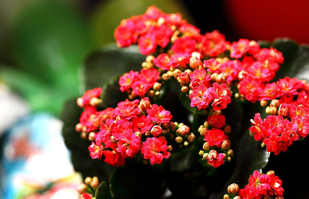 长寿花15.jpg