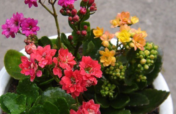 长寿花6.jpg