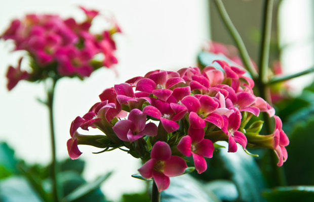 长寿花5.jpg