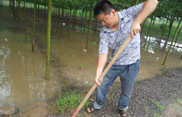 苗圃排水.jpg