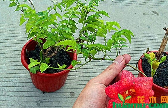 凌霄花盆栽方法 凌霄花盆栽方法