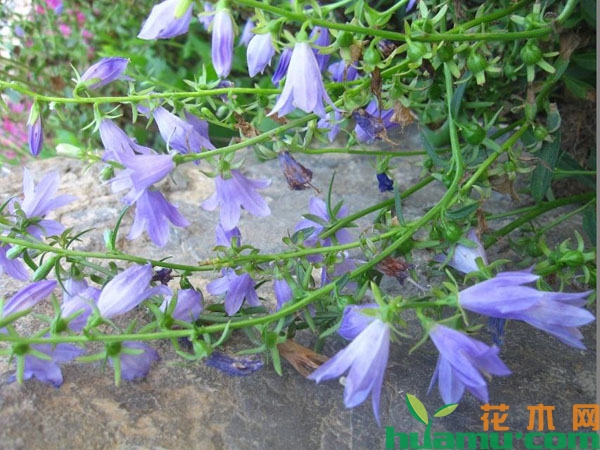 风铃草叶子发黄原因和解决办法