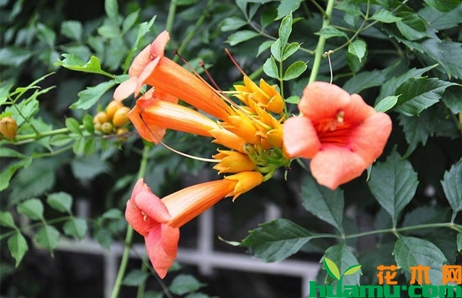 凌霄花盆栽方法 凌霄花盆栽方法