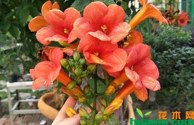 凌霄花盆栽方法 凌霄花盆栽方法