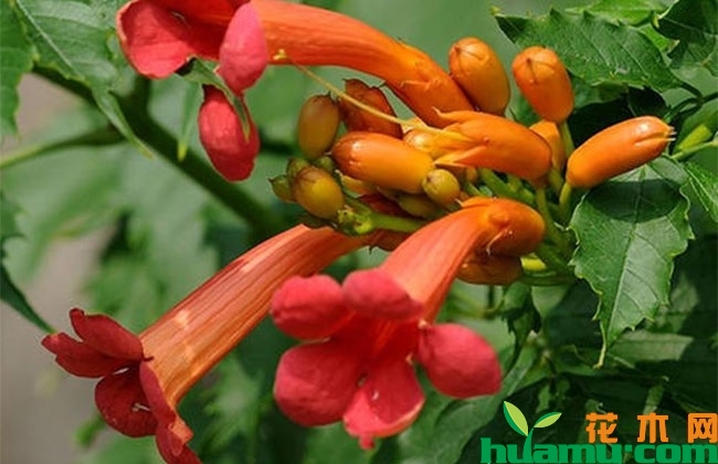 凌霄花盆栽方法 凌霄花盆栽方法