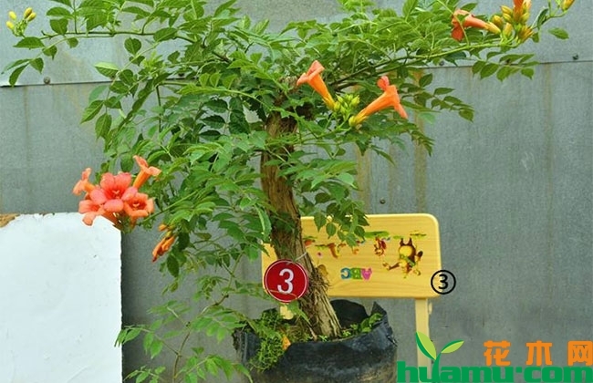 凌霄花盆栽方法 凌霄花盆栽方法