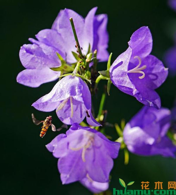 风铃草