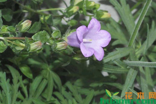风铃草怎样延长花期？