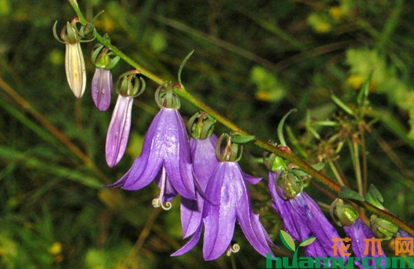 紫花风铃草