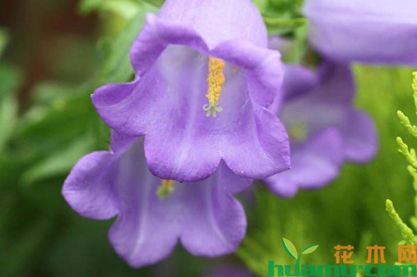 风铃草