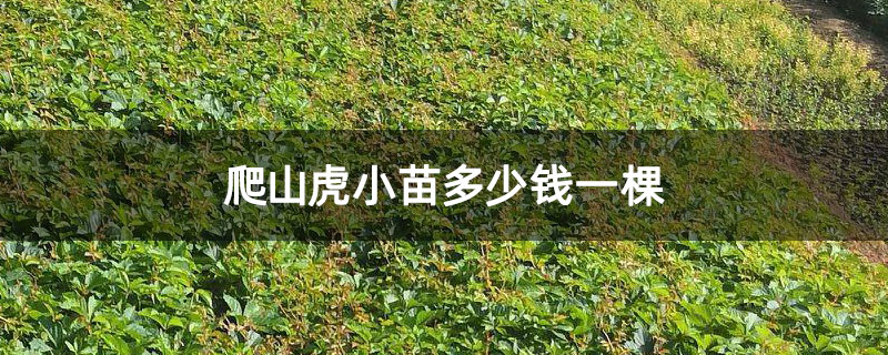 爬山虎小苗多少钱一棵 爬山虎小苗多少钱一棵