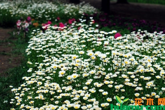 白晶菊种植高清图片.jpg