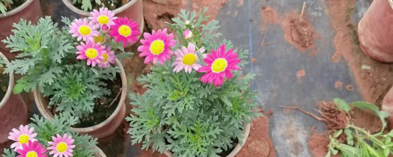 盆栽玛格丽特花