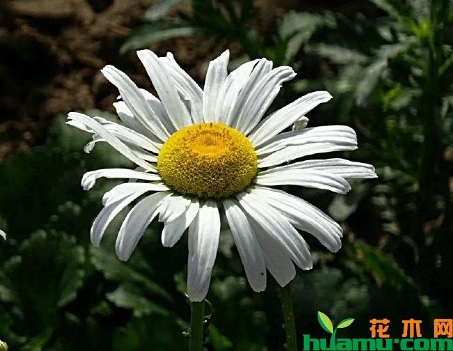 白晶菊高清图片.jpg