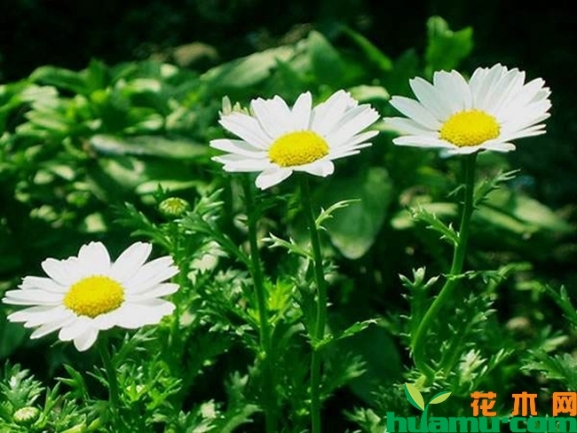 白晶菊实拍图片.jpg
