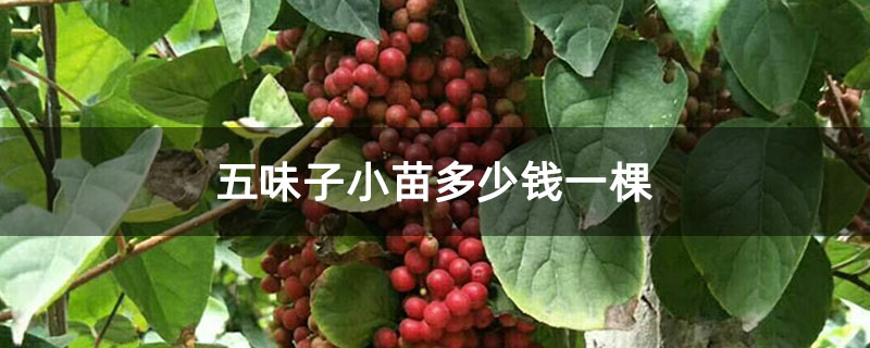 五味子小苗多少钱一棵 五味子小苗多少钱一棵