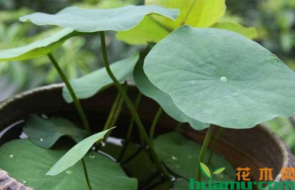 碗莲怎么施肥？