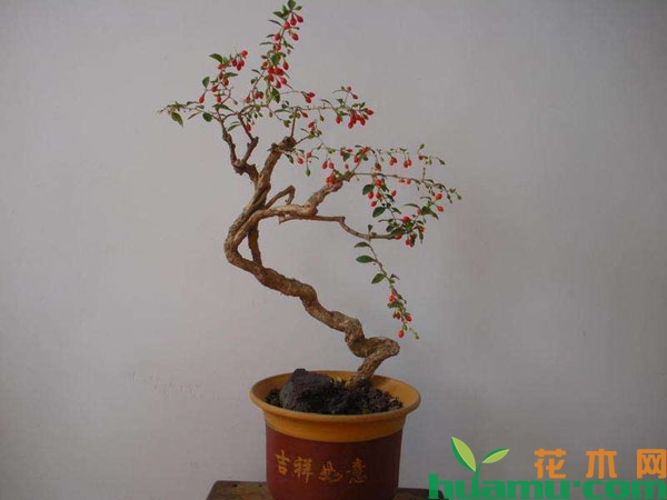 枸杞树盆景图片