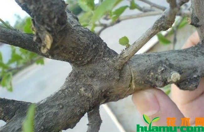 木槿老桩高压繁殖法 木槿老桩高压繁殖法