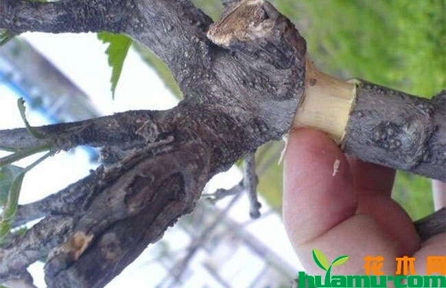 木槿老桩高压繁殖法 木槿老桩高压繁殖法