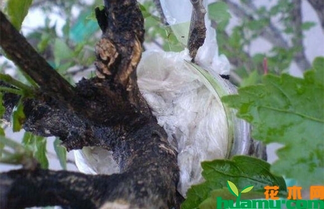 木槿老桩高压繁殖法 木槿老桩高压繁殖法