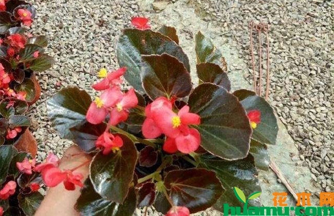 四季海棠夏季养护方法 四季海棠夏季养护方法