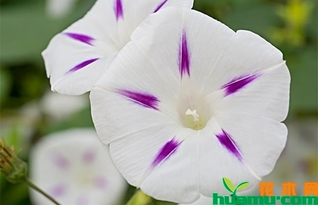 牵牛花 牵牛花