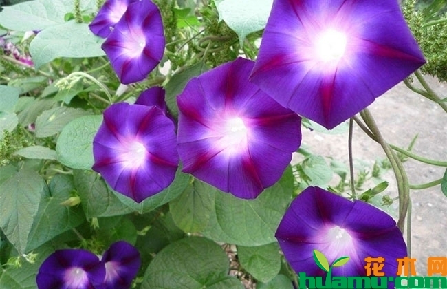 牵牛花图片