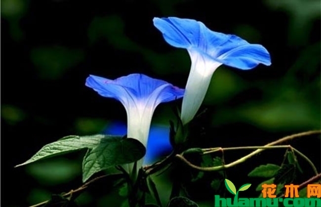 牵牛花 牵牛花