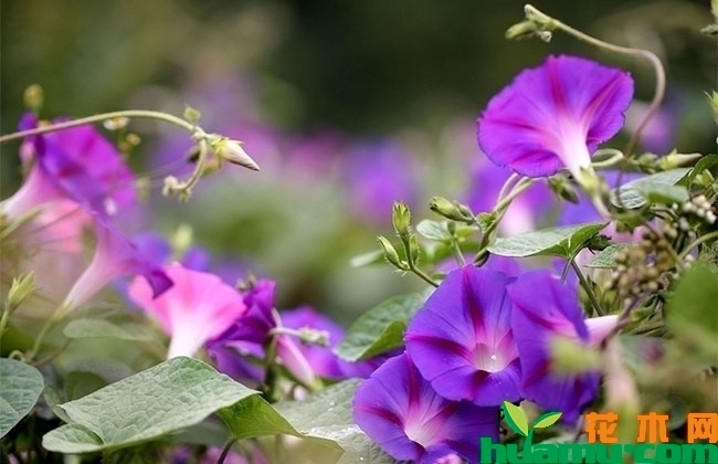 牵牛花 牵牛花