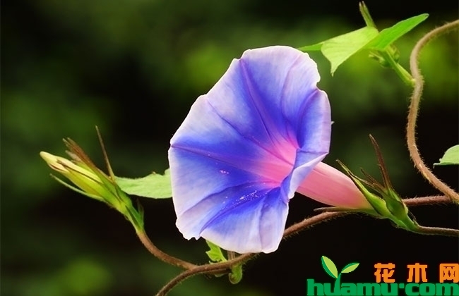 牵牛花 牵牛花