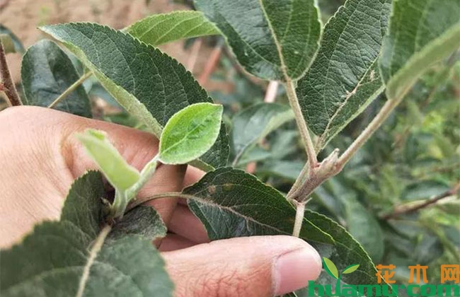 夏季苹果树管理应避免这些问题